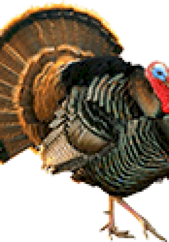 ☊ Turkey Sounds