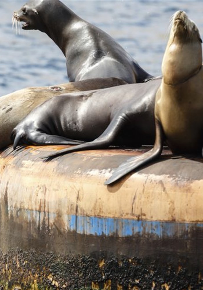 California Coastal Animals Soundboard