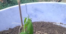 Pila murcha biet