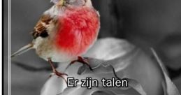 Banzitters stilte meme The of the "Banzitters stilte meme" evoke a sense of curiosity and intrigue. The first is a soft