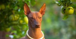 Perro peruano