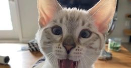 Goofy Cats