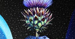 Scotland forever backwards