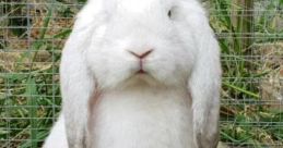 Lop