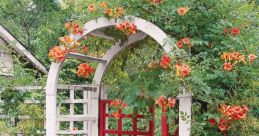 Chinese vine boom