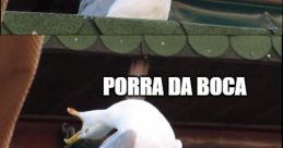 Cala a boca porra