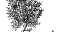 Albero Gemid