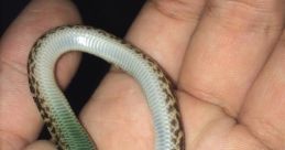 Snake dies with game over
