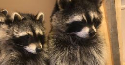 Peanut butter rax raccoon