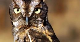 Owl Hoot