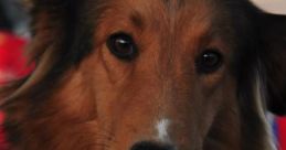 Seu cachorro Gaúcha