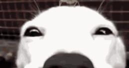 What da dog doin'?