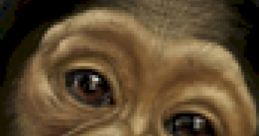 Monkeys, Baboons and Chimpanzees