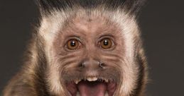 Monke scream
