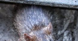 Rats112