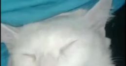 Bye bye mewing chica