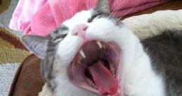 Cat Laughing If you've ever heard a cat laughing, you know it's a that is both adorable and intriguing. Picture a fluffy