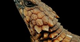 The Golden Armadillo