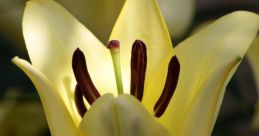 Lily