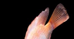Nile Red