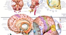 Brain