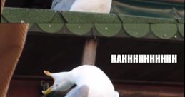 Hello Mario (Meme)