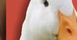 AugustTheDuck (Youtuber)