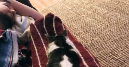 Oh Long Johnson Cat