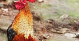Rooster Crow
