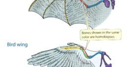 Birds Fly On and On (Hybrid Drums) Type your text to hear it in the voice of Birds Fly On and On (Hybrid Drums).