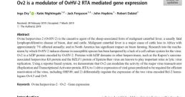 Ov2 Pretrain Voice - Ov2 RMVPE
