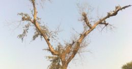 Tree-y