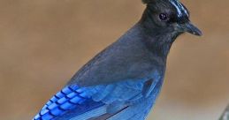 TheStellarJay