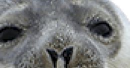 Seal
