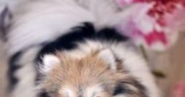 Pomeranian Dog