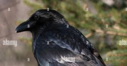 The Snowy Raven