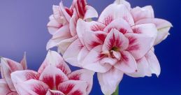 Amiaryllis