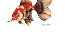 Goldfish (Nyoron)