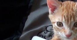 Cat iPhone