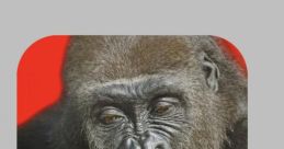 Flying Gorilla