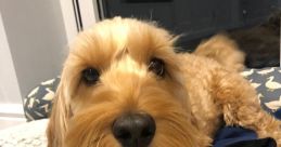 Luna (My Other Pet Dog)
