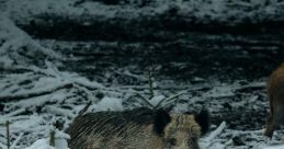 Hog [FNF]
