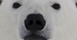 Polar Bear