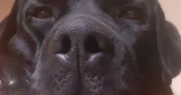 Marvin (My Pet Dog)