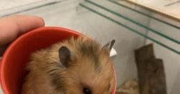RatIRL