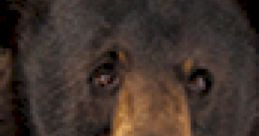 Grizzly Bear