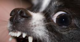 Annoying Dogs Barking