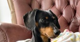 Lauren Dionne (Crusoe the Dachshund) (English dub)