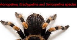 Tarantula (AJPcrosser)