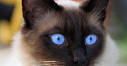Siamese Cat